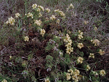 APII jpeg image of Petrophile striata  © contact APII