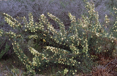 APII jpeg image of Banksia hewardiana  © contact APII