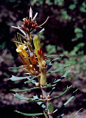 APII jpeg image of Lambertia fairallii  © contact APII