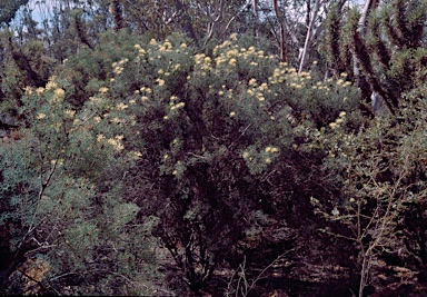 APII jpeg image of Petrophile heterophylla  © contact APII