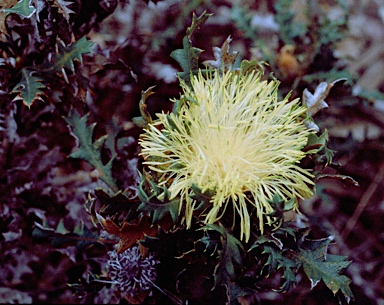 APII jpeg image of Banksia armata var. armata  © contact APII