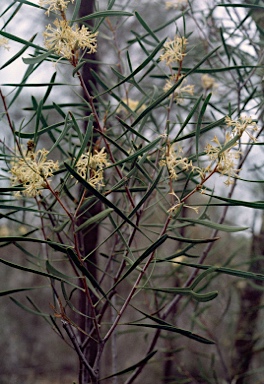 APII jpeg image of Petrophile divaricata  © contact APII