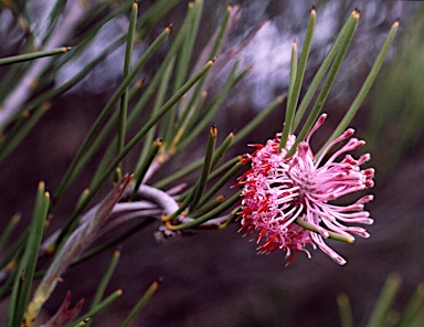 APII jpeg image of Isopogon teretifolius subsp.  © contact APII