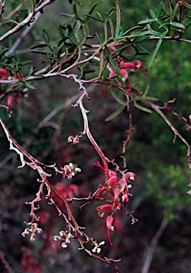 APII jpeg image of Grevillea patentiloba  © contact APII