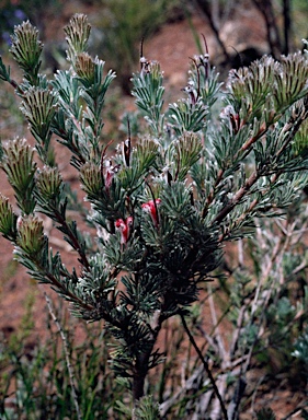 APII jpeg image of Adenanthos flavidiflorus  © contact APII