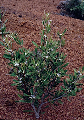 APII jpeg image of Isopogon polycephalus  © contact APII