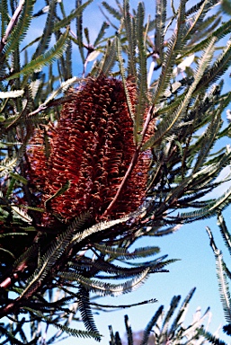 APII jpeg image of Banksia brownii  © contact APII