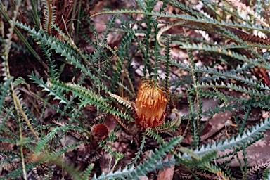 APII jpeg image of Banksia dallanneyi var. dallanneyi  © contact APII