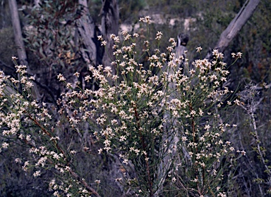 APII jpeg image of Conospermum leianthum  © contact APII