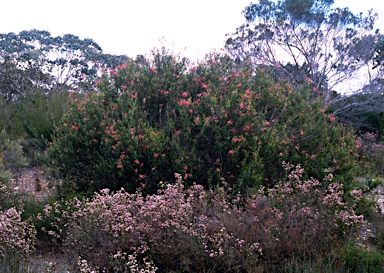 APII jpeg image of Grevillea plurijuga subsp. superba  © contact APII