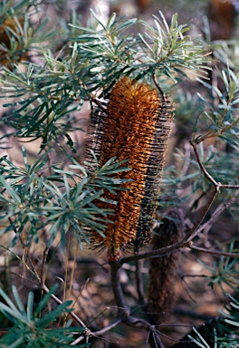 APII jpeg image of Banksia spinulosa  © contact APII