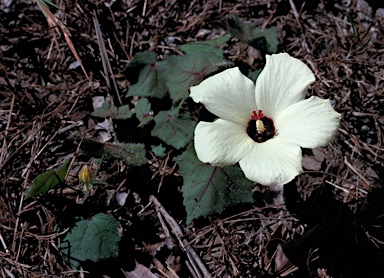 APII jpeg image of Abelmoschus moschatus subsp. tuberosus  © contact APII