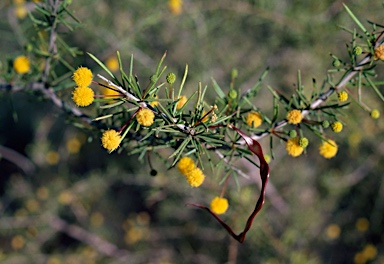 APII jpeg image of Acacia tetragonophylla  © contact APII