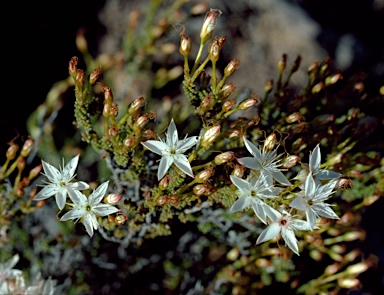 APII jpeg image of Calytrix tetragona  © contact APII