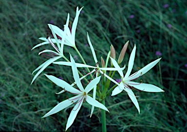 APII jpeg image of Crinum flaccidum  © contact APII