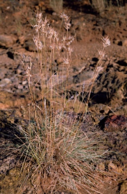 APII jpeg image of Cymbopogon obtectus  © contact APII