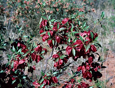 APII jpeg image of Dodonaea petiolaris  © contact APII