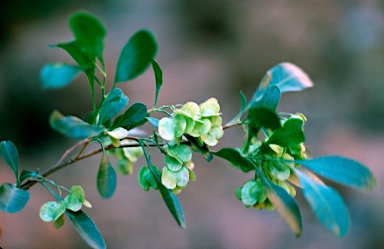 APII jpeg image of Dodonaea viscosa subsp. mucronata  © contact APII