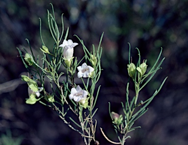 APII jpeg image of Eremophila gibsonii  © contact APII