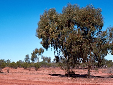 APII jpeg image of Eucalyptus ochrophloia  © contact APII