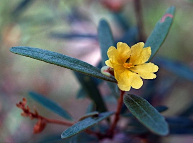 APII jpeg image of Hibbertia banksii  © contact APII