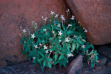 APII jpeg image of Isotoma petraea  © contact APII