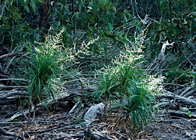 APII jpeg image of Lomandra banksii  © contact APII