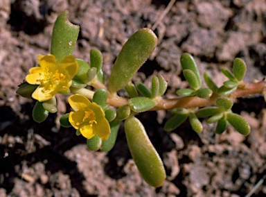 APII jpeg image of Portulaca oleracea  © contact APII