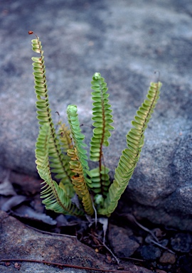 APII jpeg image of Nephrolepis cordifolia  © contact APII