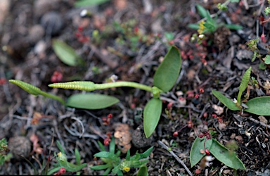 APII jpeg image of Ophioglossum lusitanicum  © contact APII