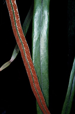 APII jpeg image of Pyrrosia longifolia  © contact APII