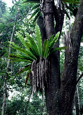 APII jpeg image of Asplenium australasicum  © contact APII