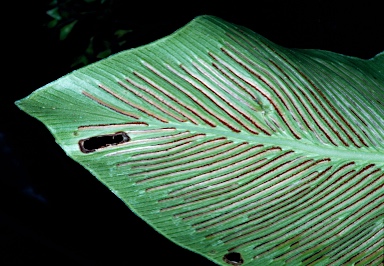 APII jpeg image of Asplenium goudeyi  © contact APII