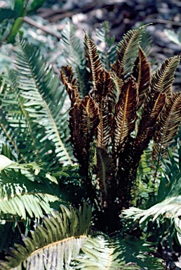 APII jpeg image of Blechnum nudum  © contact APII