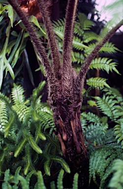 APII jpeg image of Cyathea cooperi  © contact APII