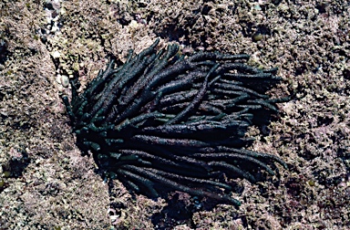 APII jpeg image of Codium sp.  © contact APII