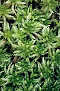 APII jpeg image of Sphagnum cristatum  © contact APII