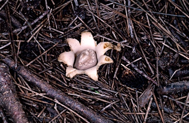 APII jpeg image of Geastrum saccatum  © contact APII