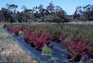 APII jpeg image of Boronia heterophylla  © contact APII