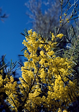 APII jpeg image of Acacia boormanii  © contact APII