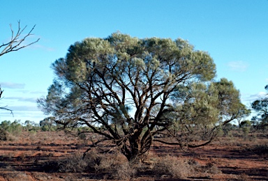 APII jpeg image of Acacia burkittii  © contact APII