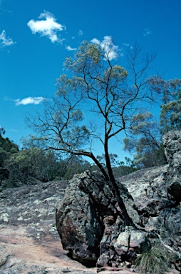 APII jpeg image of Acacia doratoxylon  © contact APII