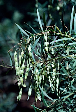 APII jpeg image of Acacia fimbriata  © contact APII