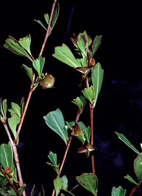 APII jpeg image of Dodonaea triangularis  © contact APII