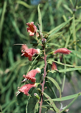 APII jpeg image of Eremophila longifolia  © contact APII