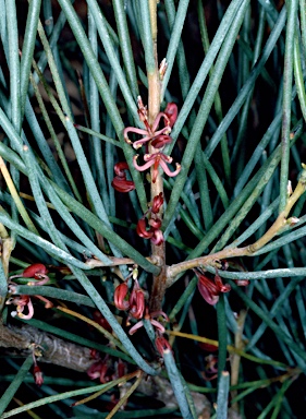 APII jpeg image of Hakea strumosa  © contact APII