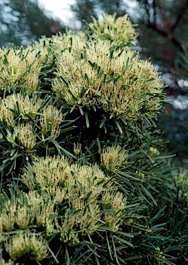 APII jpeg image of Hakea corymbosa  © contact APII