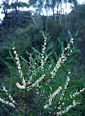 APII jpeg image of Hakea dactyloides  © contact APII