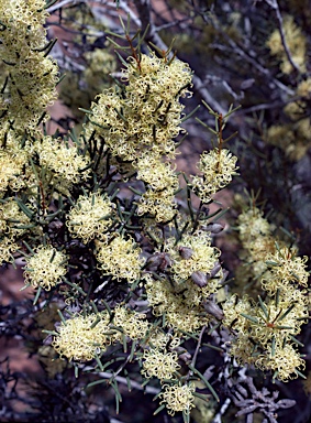 APII jpeg image of Hakea preissii  © contact APII