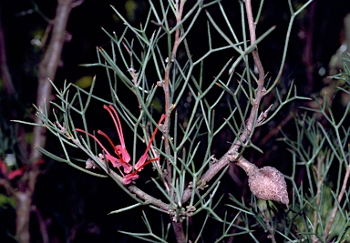 APII jpeg image of Hakea purpurea  © contact APII